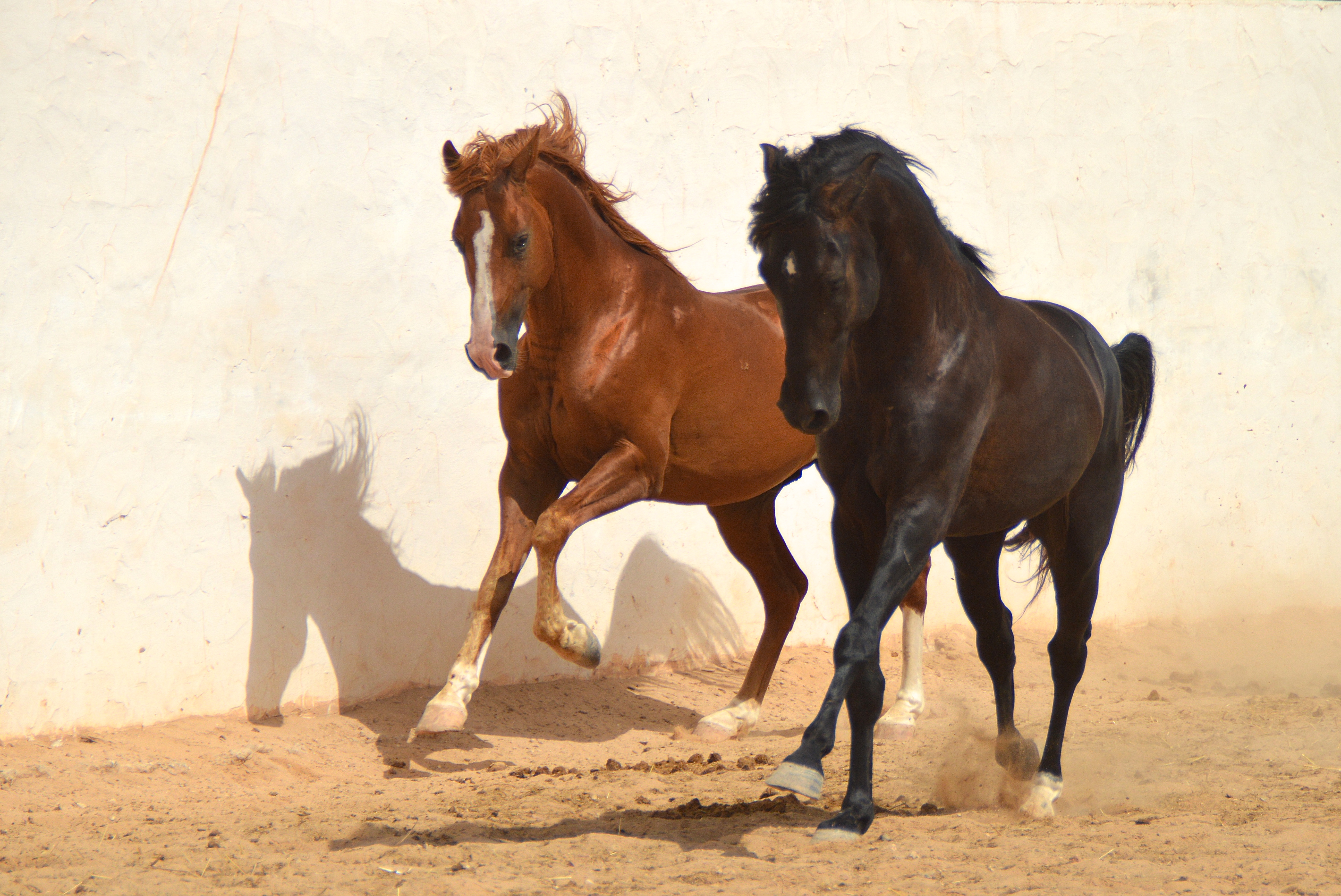 Paarden informatie en foto's - Paardrijvakantie Djerba Zitouna