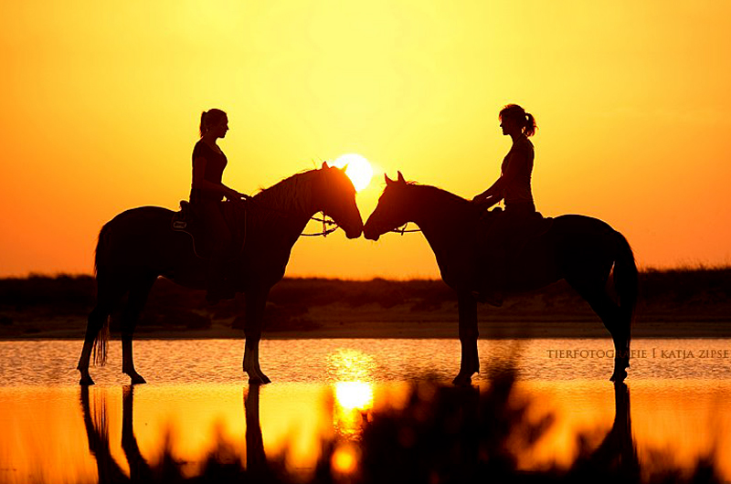 Zitouna Stables