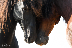 Actie Raqcas en Sultane1logo