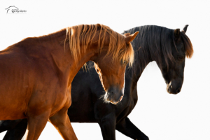 Actie Raqcas en Zarrouk3logo