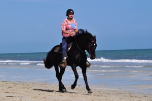 beach canter black stallion
