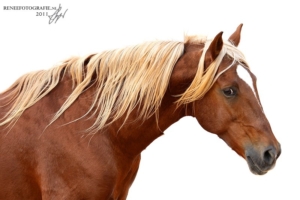 Barb horse portrait
