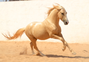 barb stallion