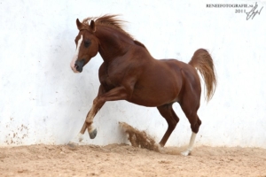 Excited Arab horse