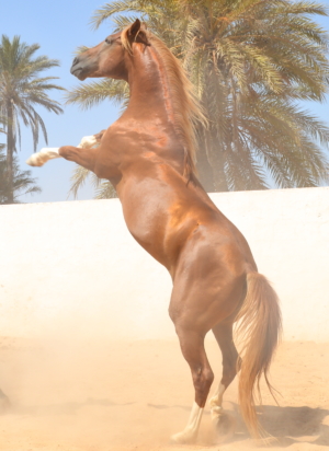 Horse standing