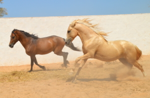 Paardenfotografie