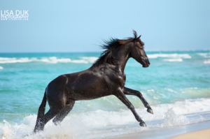 horse in freedom at the beach