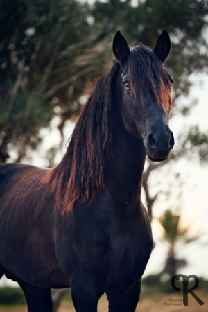 black barb stallion