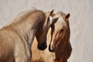 palomino horses